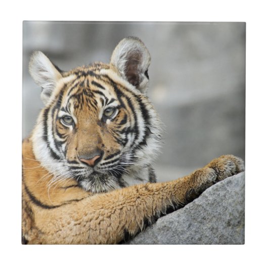 Carreau Tiger017 (Devant)