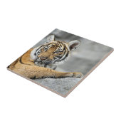 Carreau Tiger017 (Côté)