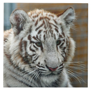 Carreau Tiger20151001