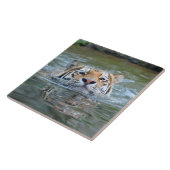 Carreau Tiger20160201 (Côté)