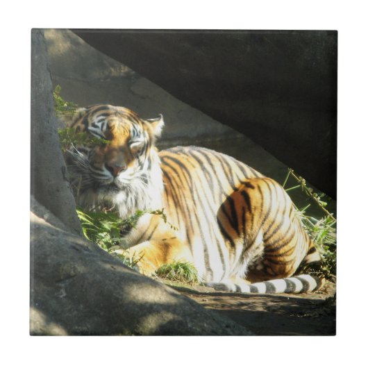 Carreau Tiger Catnap (Devant)