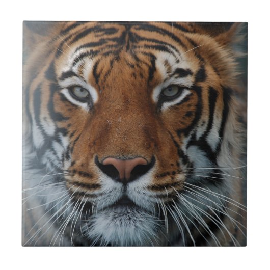 Carreau Tiger Chat Stripes Jungle Mist Animal (Devant)