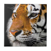 Carreau Tigre (Devant)