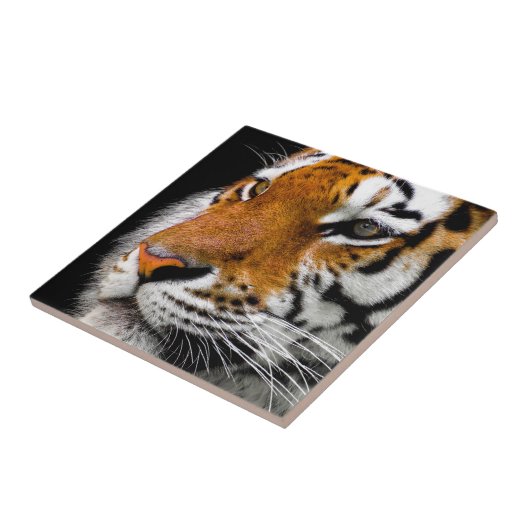 Carreau Tigre (Côté)