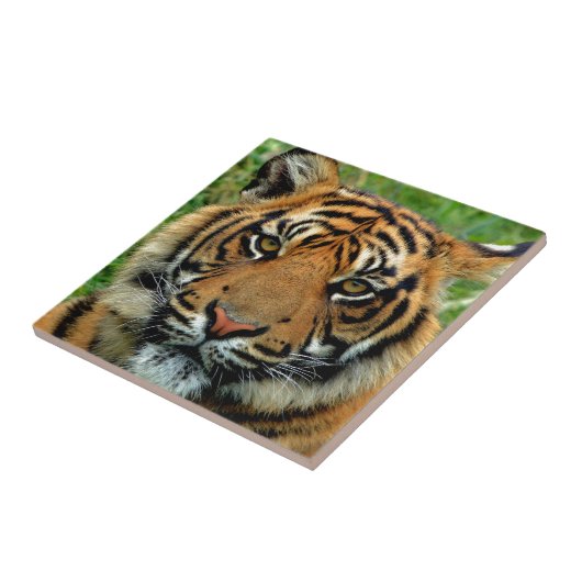 Carreau Tigre (Côté)