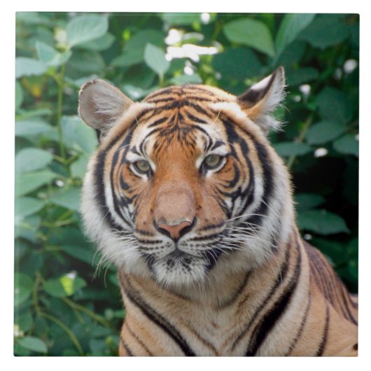 Carreau Tigre 001 (Devant)