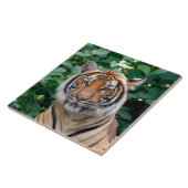 Carreau Tigre 001 (Côté)