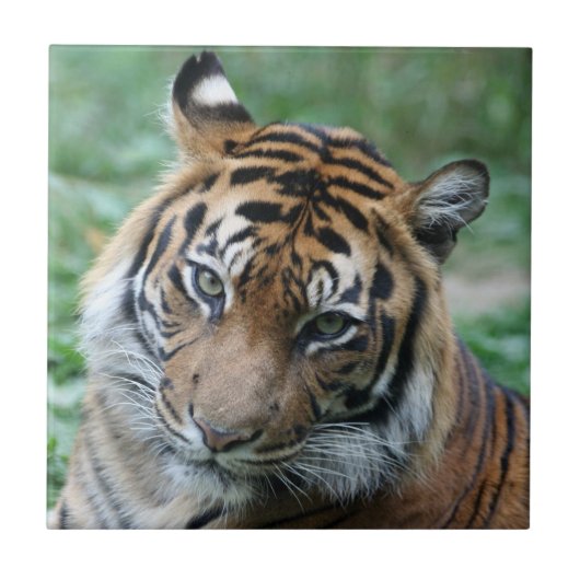 Carreau Tigre 013 (Devant)