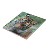 Carreau Tigre 013 (Côté)