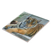Carreau Tigre 034 (Côté)