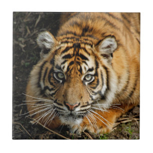 Carreau Tigre 037