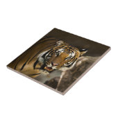 Carreau Tigre de Sibérie (Côté)
