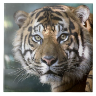 Carreau Tigre de Sumatra mâle (Panthera tigris sumatrae)