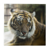 Carreau Tigre du Bengale (Devant)