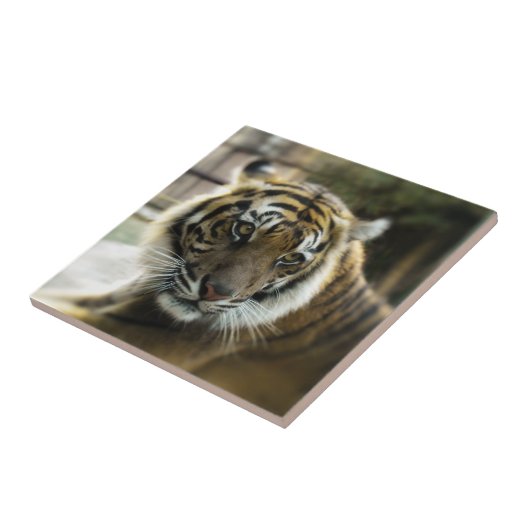 Carreau Tigre du Bengale (Côté)