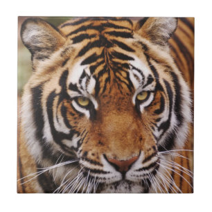Carreau Tigre du Bengale, Panthera tigris