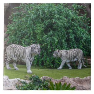 Carreau Tigres blancs vue céramique