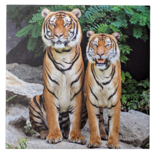 Carreau Tigres, mâles et femelles,