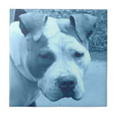 Carreau Tile photo Blue Pit Bull (Devant)