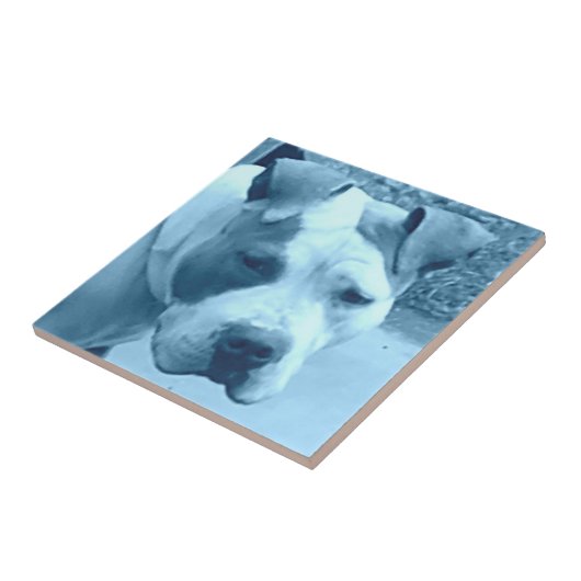 Carreau Tile photo Blue Pit Bull (Côté)