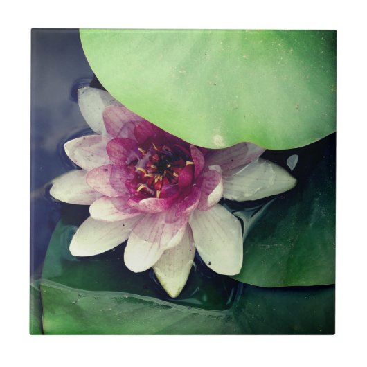 Carreau Tile photo de dessin de Lotus rose (Devant)