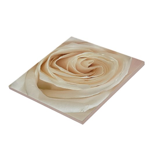 Carreau Tile photo Rose blanche (Côté)