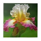 CARREAU TITRE "BURGUNDY, JAUNE ET BLANC IRIS" (Devant)