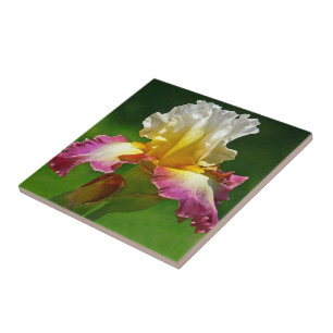 CARREAU TITRE "BURGUNDY, JAUNE ET BLANC IRIS"