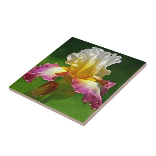 CARREAU TITRE "BURGUNDY, JAUNE ET BLANC IRIS" (Côté)