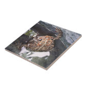 Carreau Toad (Côté)