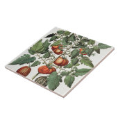 Carreau Tomates et melons : luteo de fructu des amoris (Côté)