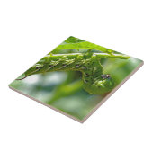 Carreau Tomato (Côté)