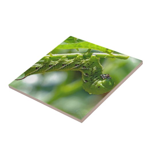 Carreau Tomato (Côté)