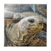 CARREAU TORTOISE (Devant)