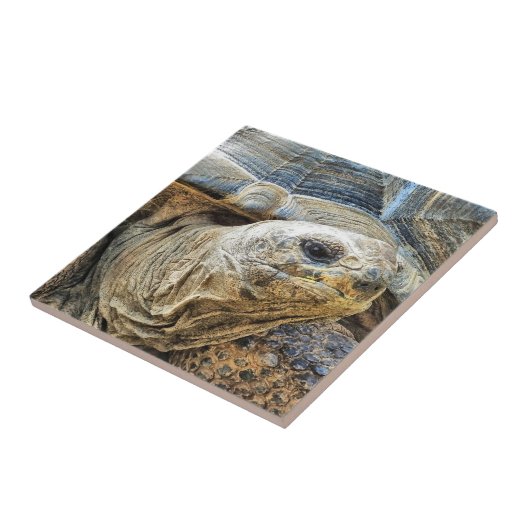 CARREAU TORTOISE (Côté)