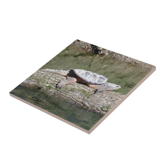 Carreau Tortue (Côté)