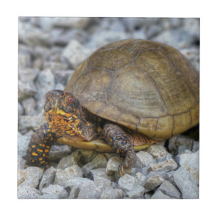 Carreau Tortue