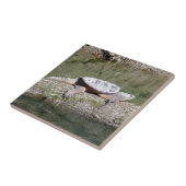 Carreau Tortue à carapace (Côté)