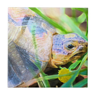 Carreau Tortue angulée mignonne Afrique du Sud Détails