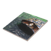 Carreau Tortue boîte (Côté)
