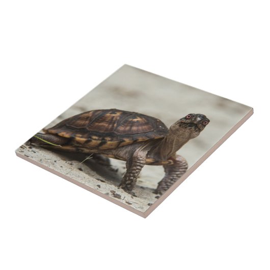 Carreau Tortue-boîte commune (Côté)