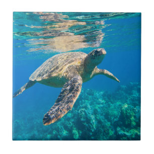 Carreau Tortue de mer de natation