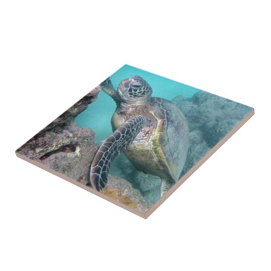 Carreau Tortue de mer verte d'Hawaï (Côté)