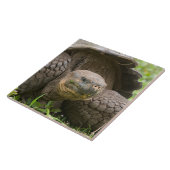 Carreau Tortue géante (Côté)