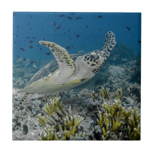 Carreau Tortue imbriquée nageant