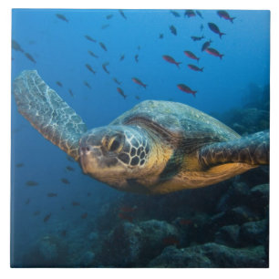 Carreau Tortue noire (verte) (Chelonia agassizi)