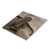 Carreau Tortue terrestre des Seychelles Aldabran (Côté)