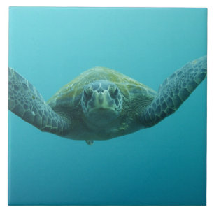 Carreau Tortue verte (Chelonia mydas agassisi), Centre