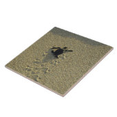 Carreau Tortue verte, (Chelonia mydas), éclos (Côté)