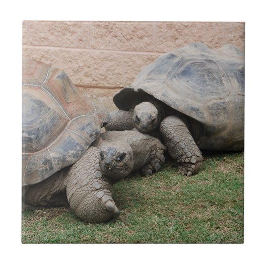 Carreau tortues géantes (Devant)